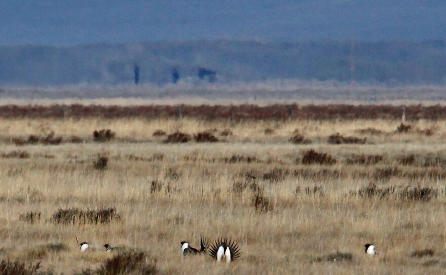 Male sage grouse strut in a lek in the open prairie. The birds return to the same lek areas year after year.