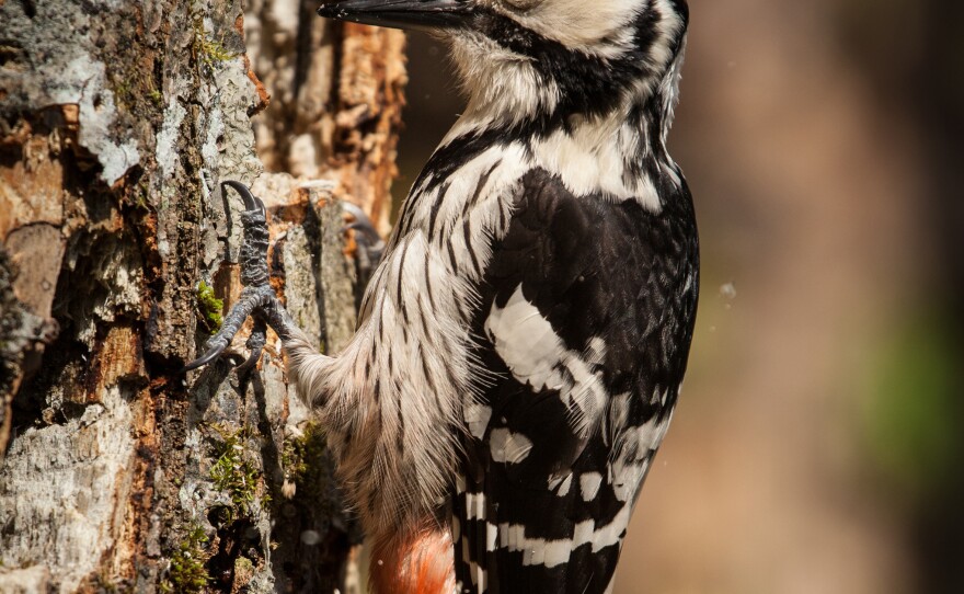 White-backed woodpecker. Kalkalpen National Park, Austria.