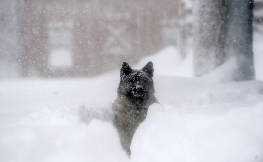 Ragnor, a Norwegian elkhound, plays in the snow on Friday in Hamburg, New York.