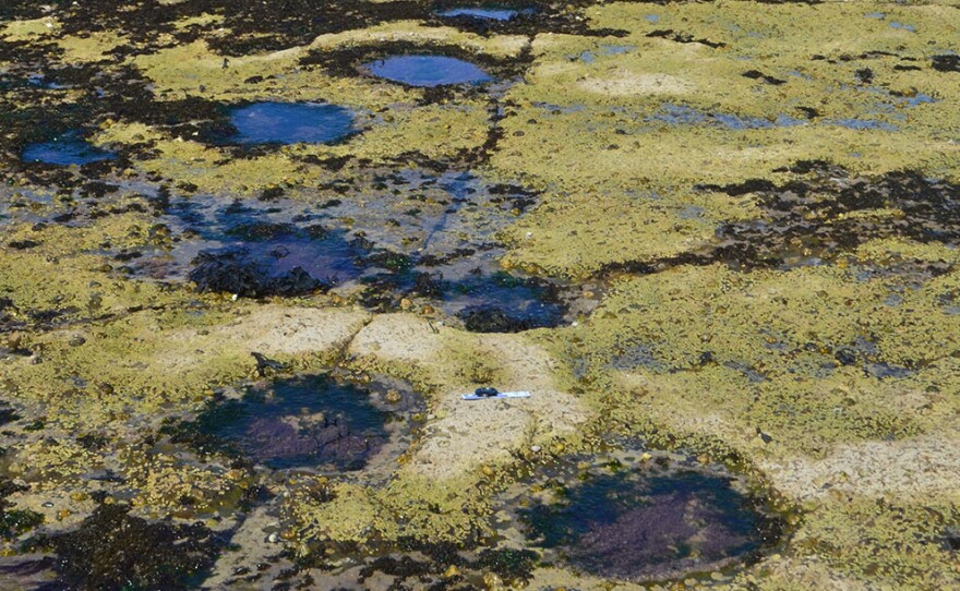 Some of the tracks that researchers say were made by long-necked dinosaurs that roamed 170 million years ago.