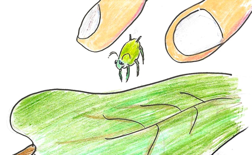 Illustration of aphid being placed on bean plant leaf