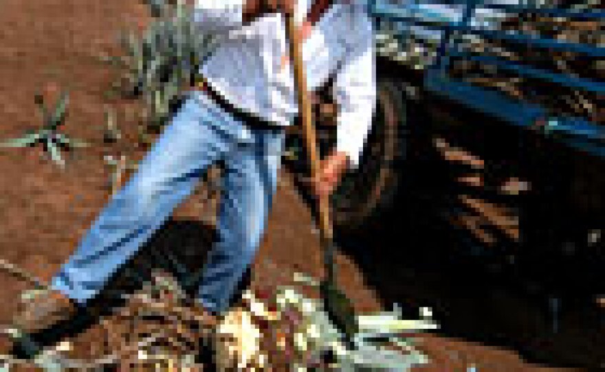 Mexican farmer Ismael Vargas cuts a blue agave plant to get at its core, the "pina," which is the used to make tequila.