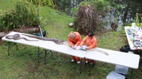 Scientists examine a Burmese Python found in the Florida Everglades.