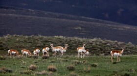 Antelopes stand at alert at the presence of a human visitor in the sparsely populated Centennial Valley of Montana.