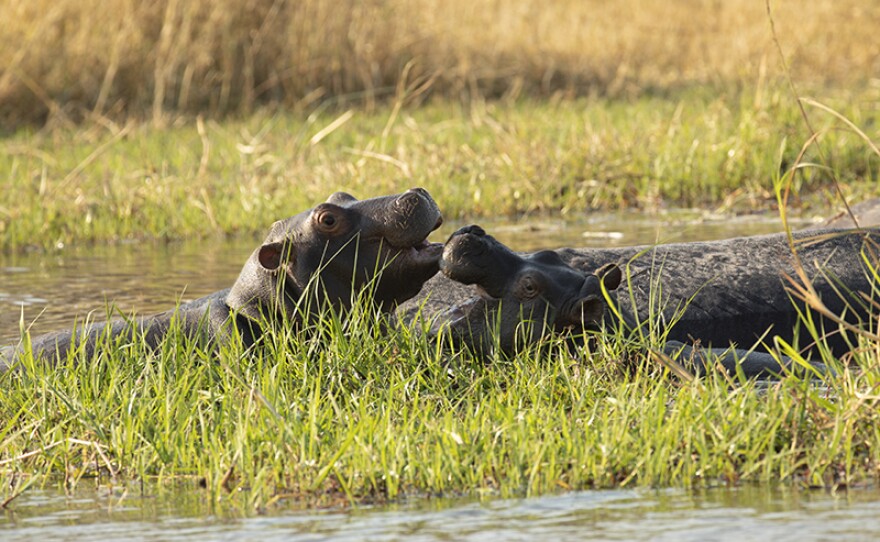 Two young hippo calves bond and play in the waters next to their sleeping mother.