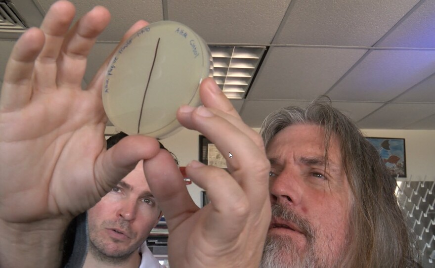 Researchers Lance Boling and Forest Rowher examine the phage production in an experiment at SDSU on January 14, 2020.