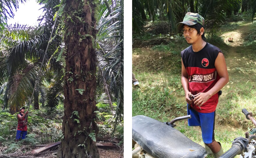 On the left: Sugianto, a palm oil plantation worker who uses only one name, harvests palm fruit on a plantation in North Sumatra province. On the right: Sugianto Sugianto gets around a plantation by motorcycle.
