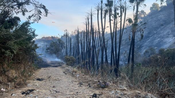 Palm trees burned by the Fairmount Fire are shown on Oct. 31, 2024.