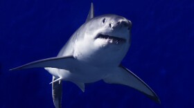 A great white shark, among the rarest of inhabitants of aquariums because of its refusal to eat in captivity, swims in a special section of the Monterey Bay Aquarium during its record-setting 198 days there before being returned to the Pacific.