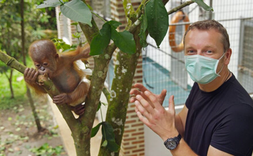 Chris Morgan watches as a six month old orangutan learns to climb. Orangutan Quarantine Center, North Sumatra, Indonesia.