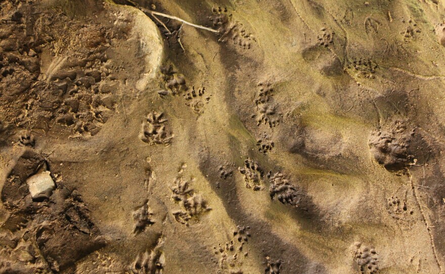 Researchers' bootprints and pawprints, primarily raccoon, in a culvert under Quebec Route 117.