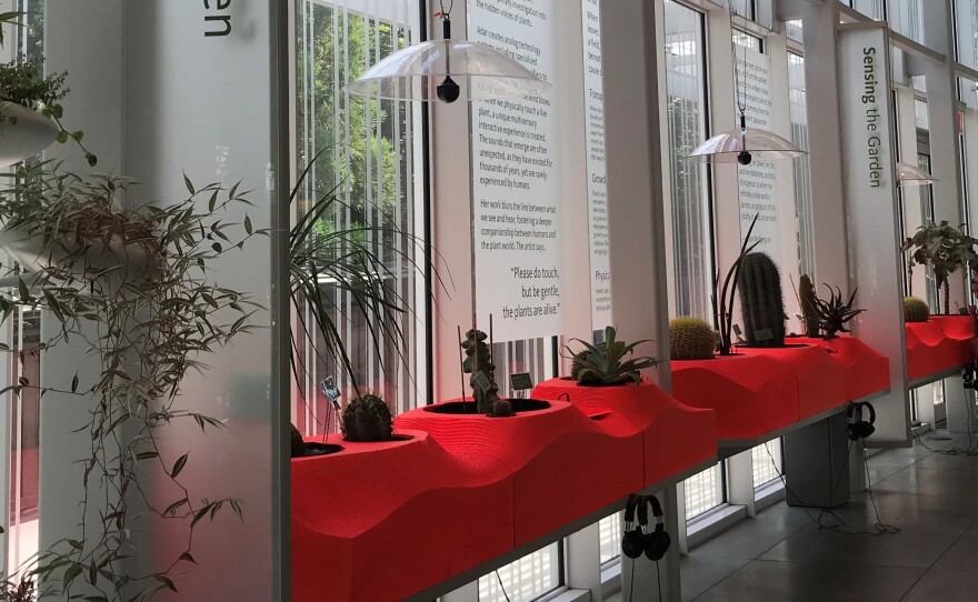 As part of the "Sonic Succulents" exhibit at the Brooklyn Botanic Garden, visitors are encouraged to touch plants and listen to what that contact sounds like.
