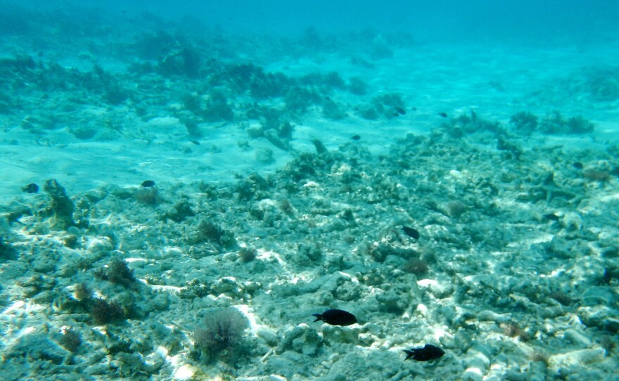 A generally healthy and diverse assemblage of coral is seen at left within a grassy part of the inner reef flat of the Pag-asa Reef of the South China Sea. At right, coral has been killed after years of giant clam "chopper" boat operations on an unnamed reef to the east.