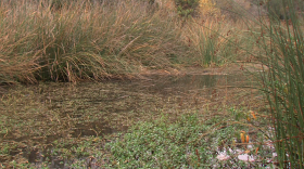 A third year of dry conditions has caused low flow and poor water quality in the San Diego River.