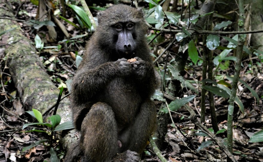 Primates like this baboon may have evolved larger, more complex brains over generations of seeking out fruit rather than sticking to low-calorie leaves.