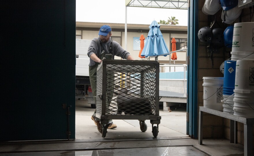 A young Sea Lion is shown being transported to scales to be weighed on May 28, 2024.