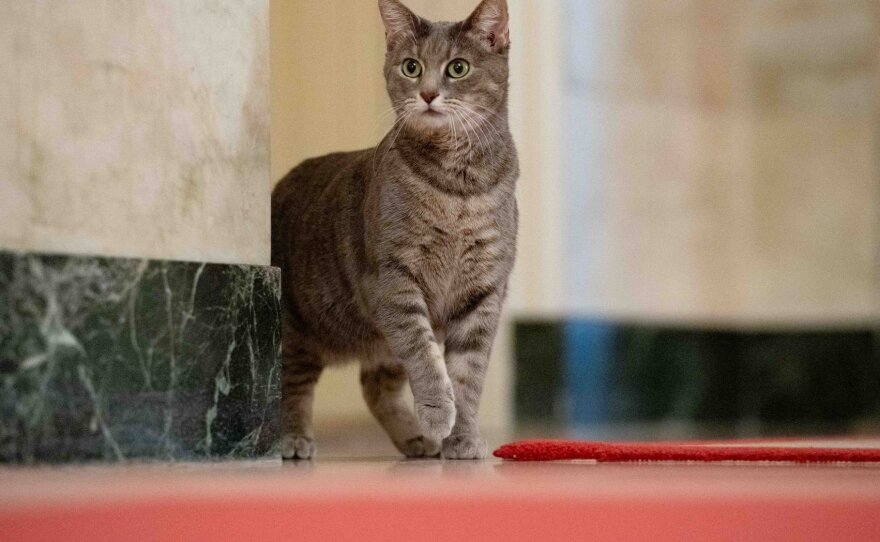 Willow, shown in the White House on Wednesday, is named after the first lady's hometown of Willow Grove, Pa.