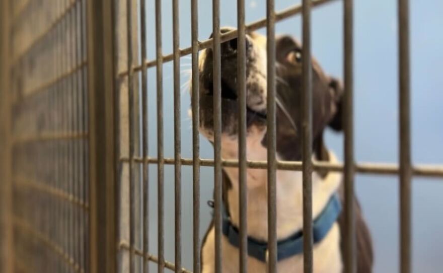 A dog is shown in a kennel at the San Diego Humane Society on November 14, 2023.