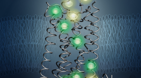 Probes, shown glowing here, revealed the inner architecture of the protein A2aAR in the new study. 