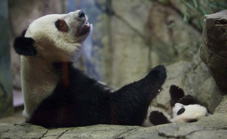 Giant panda Mei Xiang and her cub Bei Bei interact at the Smithsonian National Zoological Park, Wednesday, Dec. 16, 2015 in Washington, D.C.
