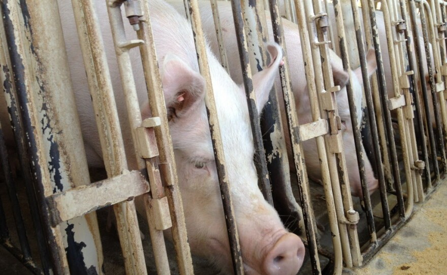 A Humane Society investigation of a Wyoming pig breeding facility to the introduction of an ag-gag bill in Wyoming, which eventually failed.