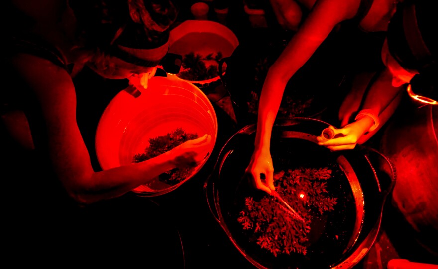 A team from the Australian Institute of Marine Science monitors coral spawning, which occurs only at night and just once a year.