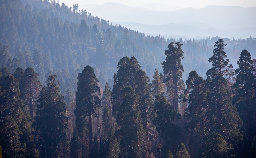 Sequoia trees are susceptible to heat and drought, conditions that are expected to get more extreme as the climate keeps changing.