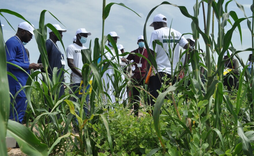 Farmers, students, and researchers gather around University of Thiès agricultural researcher Ibrahima Diedhiou, center right. Diedhiou has been studying <em>Guiera senegalensis </em>shrubs – seen growing beneath the stalks of millet behind him – for two decades.