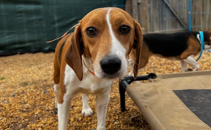 One of the beagles from Envigo that was rescued by Homeward Trails this year.