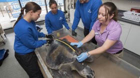 An endangered olive ridley turtle is being treated at SeaWorld San Diego's Animal Rescue Center. 