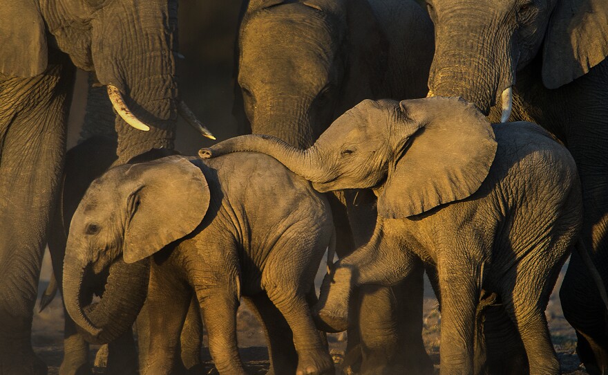 Elephant Calves