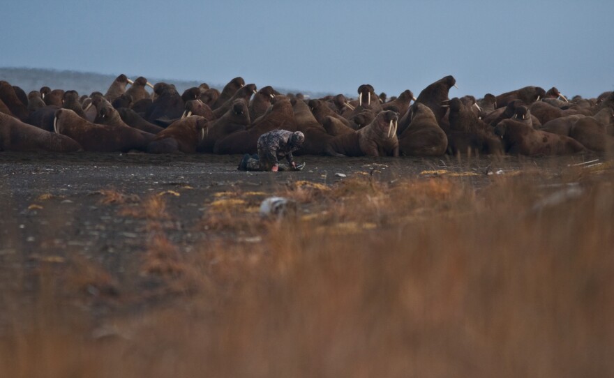 A USGS wildlife biologist works with walruses resting on shore near Point Lay, Alaska. Large haulouts at Point Lay in recent years are unusual in terms of their timing, location and number, the Fish and Wildlife Service says, and are probably tied to global climate change and decreasing sea ice.