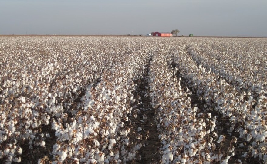 The Zady clothing line sources cotton from the Texas Organic Cotton Cooperative in Lubbock, Texas.