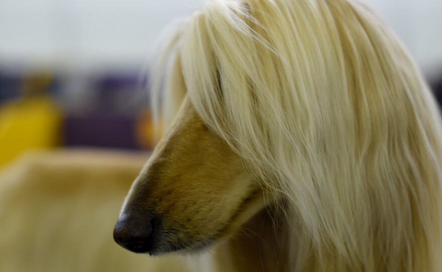 An Afghan hound stays in the benching area during Day One of the Westminster Kennel Club on Monday.