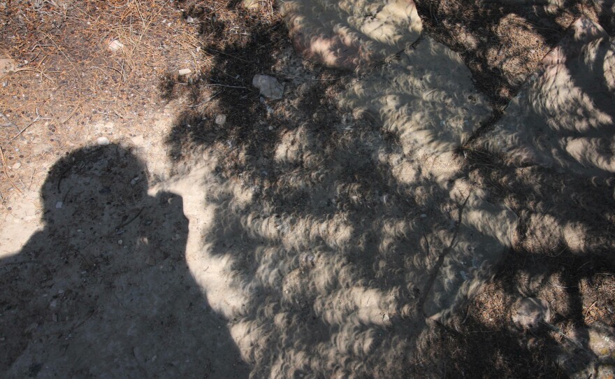 A photo shows the eclipse projected through the spaces between leaves taken on Aug. 21, 2017, in Glendo, Wyo.