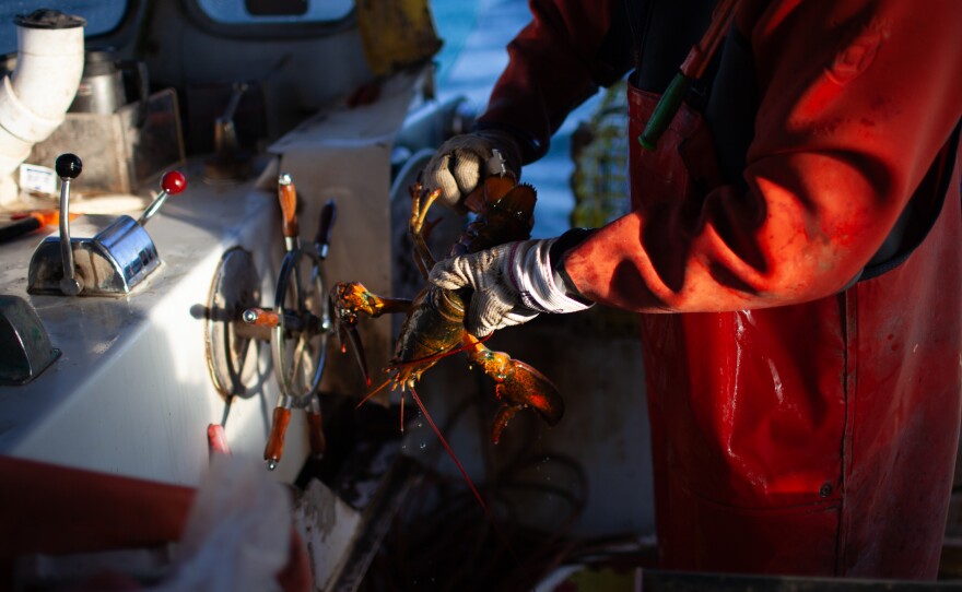 Lobster fishermen on the East Coast have faced closures over North Atlantic right whales. Only around 340 right whales remain in the population.