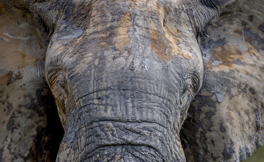 This elephant had been enjoying morning mud baths in several pools before moving into the sun as the day warmed. The brown and gray muds were drying at different rates creating a patchwork pattern. Despite the losses to poaching, the Selous still has one of the largest elephant populations left in Africa.