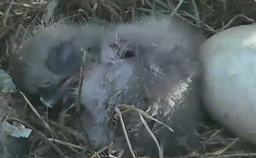 About an hour after emerging from its shell, the baby bald eagle was seen snoozing next to the second egg inside a nest at Washington D.C.'s National Arboretum.