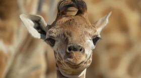 The winning name of this giraffe calf is Zahara after a week-long online poll.
