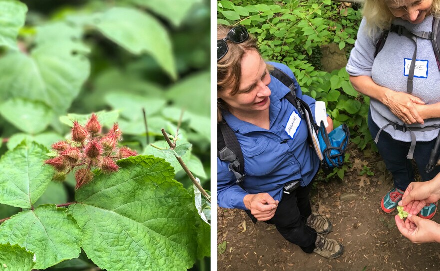 An invasive nonnative plant called wineberry (left) produces delicious red fruit related to raspberries. Choukas-Bradley and the forest bathers (right) open a bladdernut capsule and see the shiny seeds — like popcorn kernels — inside. This forest bathing excursion was sponsored by the Audubon Naturalist Society.