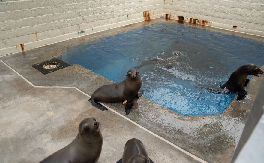 Sea Lions are shown in and around a pool in SeaWorld's rescue department on May 28, 2024.