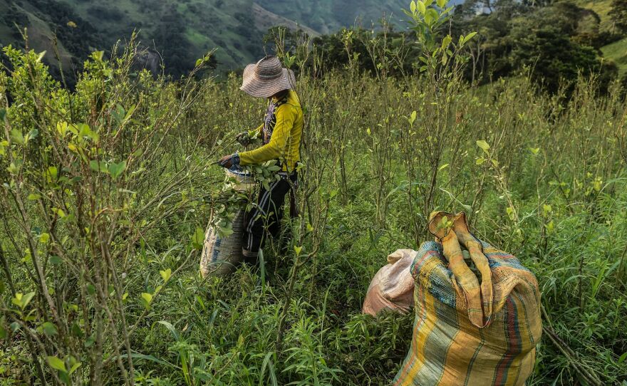 A farmer picks coca leaves in a field in Colombia's Antioquia department last November.