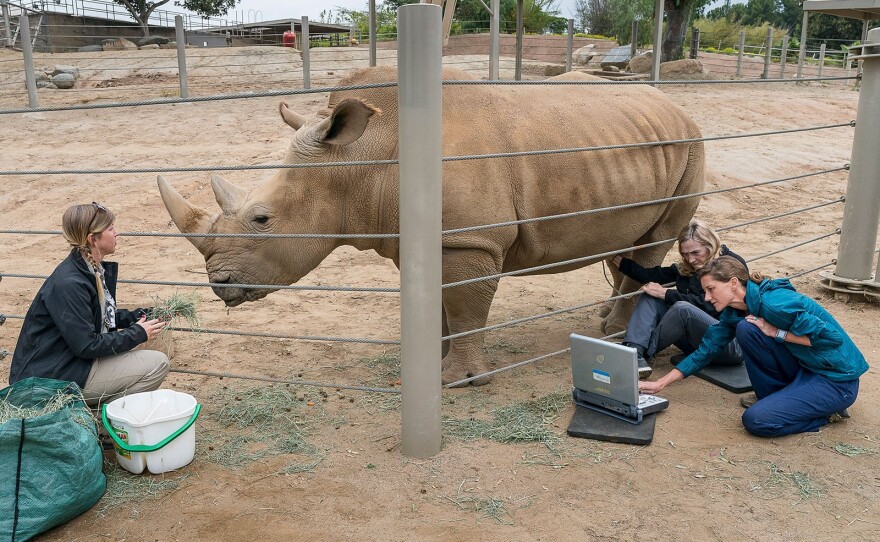 Barbara Durrant and Parker Pennington give the southern white rhino Victoria an ultrasound at the San Diego Zoo Safari Park in this undated photo.