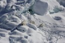 A female bear and two 1-year-old cubs walk over snow-covered freshwater glacier ice in Southeast Greenland.