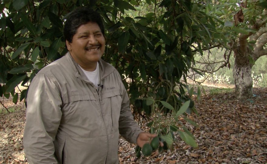 Ely Ortiz smiles at an avocado farm where he works in Fallbrook, Oct. 28, 2016.