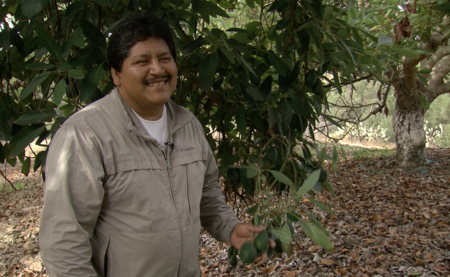 Ely Ortiz smiles at an avocado farm where he works in Fallbrook, Oct. 28, 2016. 