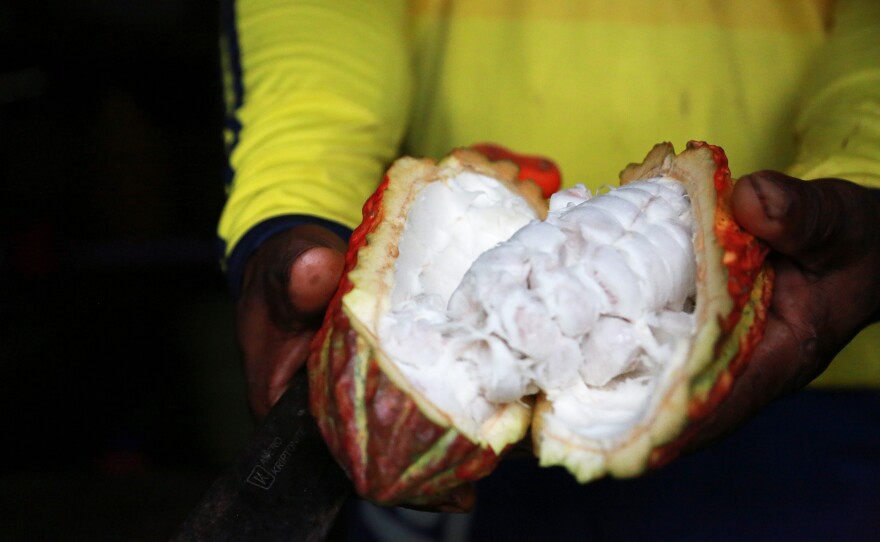 Fidel Palacios holds a cacao fruit sliced open to show the sweet, white pulp inside. Cacao farmers like him remove the seeds from the pulp to ferment and dry them. Later they get used for chocolate products made by Bogotá-based Late Chocó, owned by Fidel's brother, Joel Palacios.