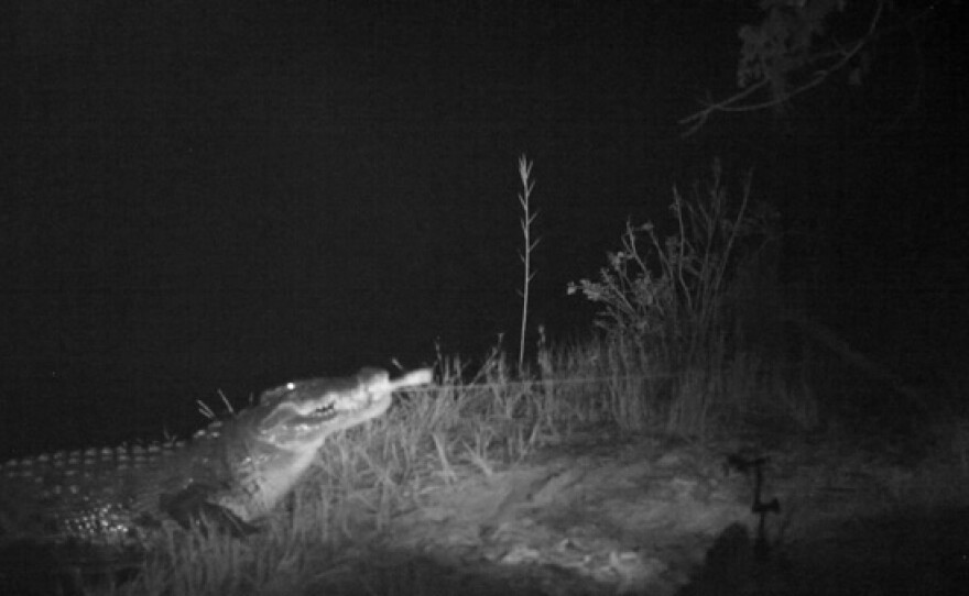 Wild Nile crocodile takes the bait.