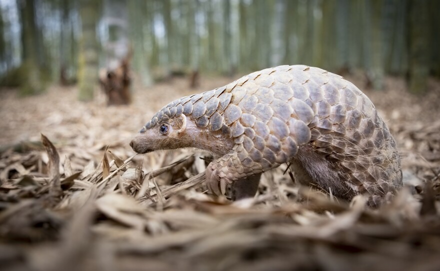 In Taiwan, a Formosan pangolin travels through a land of giants to find a mate in a protected forest.