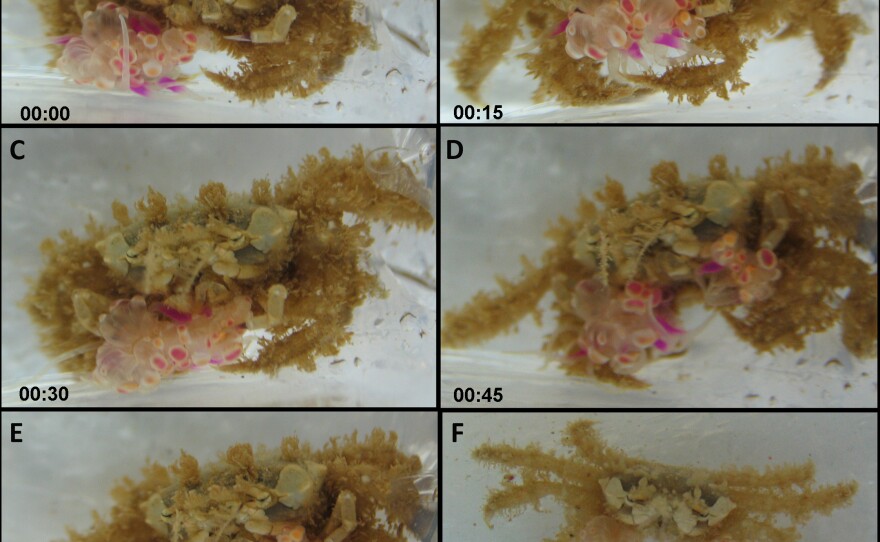 The 1.2 hour splitting process, beginning with a crab holding an anemone in one claw. The crab proceeds to stretch and split the anemone into two, ending with one on each claw.